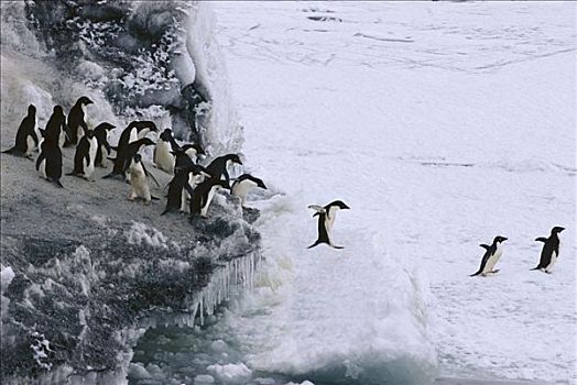 阿德利企鹅,群,栖息地,饿,父母,寻找,进入,海洋,进食,恐惧,豹,海豹,鸟,南极
