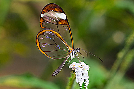 蝴蝶,南美