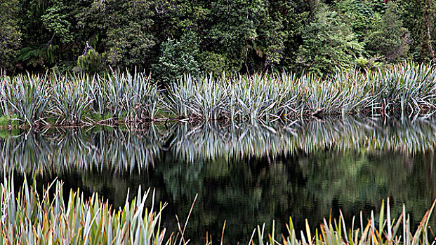 茂密,绿色植物,反射,平滑,水,淡水,湖,户外,城镇,新西兰