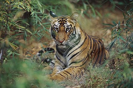 孟加拉虎,虎,幼小,竹林,班德哈维夫国家公园,印度