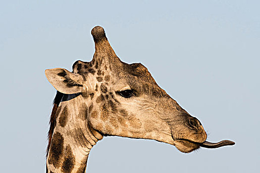 头像,南方长颈鹿,长颈鹿,奥卡万戈三角洲,博茨瓦纳,非洲