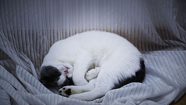 窗帘下睡觉的猫咪