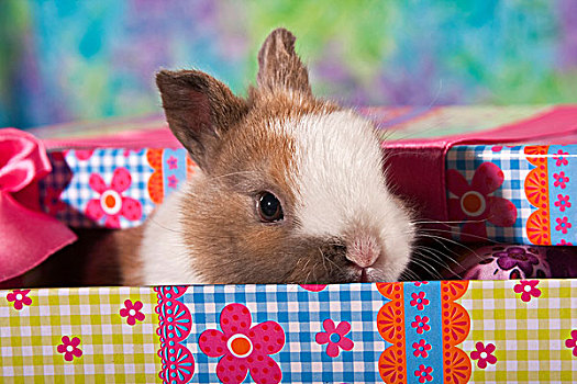 年轻,迷你兔,礼盒