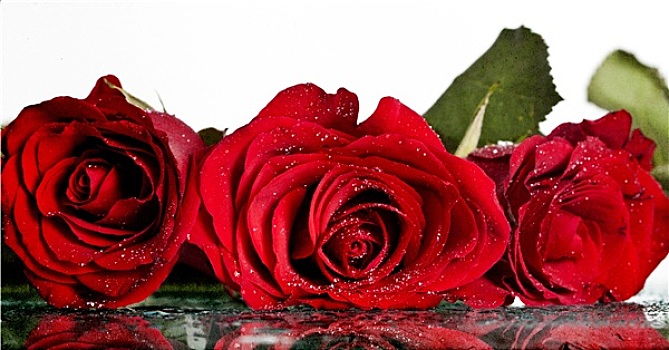 红玫瑰,遮盖,智慧,露珠