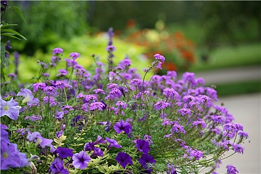 紫花,花园