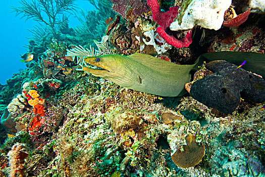 海洋公园,加勒比,深潜,海湾群岛,洪都拉斯,中美洲