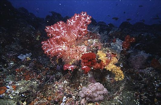 树,珊瑚,水下