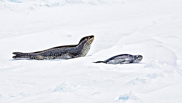 南极,海豹,幼仔
