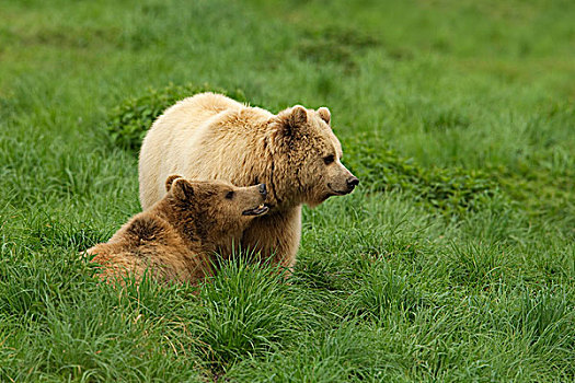 棕熊,熊,草丛,德国