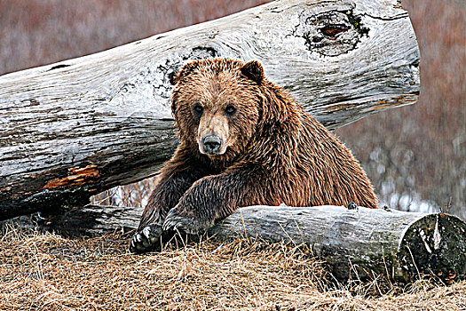 成年,棕熊,休息,原木,阿拉斯加野生动物保护中心,靠近,波蒂奇,阿拉斯加,春天,俘获