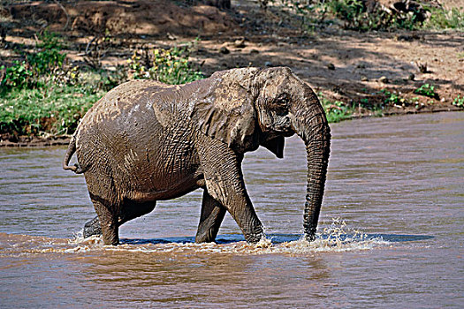 非洲象,河,桑布鲁野生动物保护区,肯尼亚