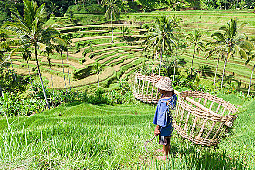 农民,稻米梯田,靠近,巴厘岛,印度尼西亚,亚洲