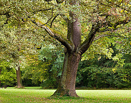 夏栎,栎属,栎树,公园