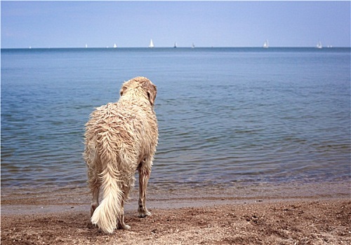湿,拉布拉多犬,站立,海滩,凝视,出海