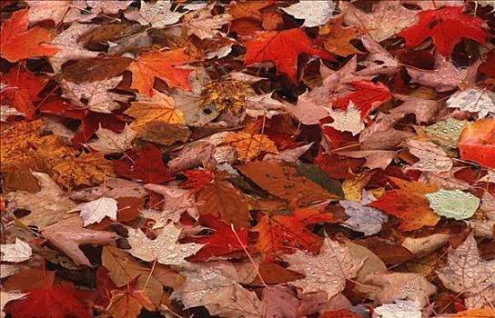 秋叶,水中,怀特山,新罕布什尔,美国