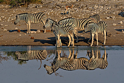 斑马,马,反射,水坑,埃托沙国家公园,纳米比亚,非洲
