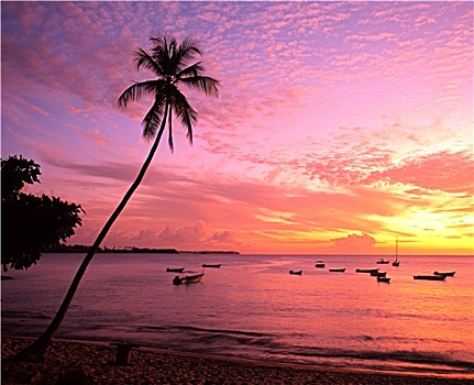 棕榈树,剪影,日落,多巴哥岛