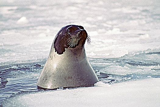 成年,鞍纹海豹,加拿大