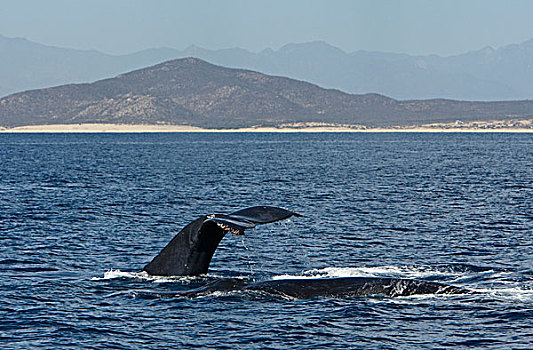 驼背鲸,大翅鲸属,鲸鱼,科特兹海,下加利福尼亚州,墨西哥