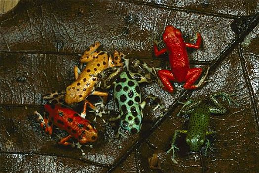 草莓箭毒蛙,群,展示,彩色,不同,岛屿,博卡斯德尔托罗,巴拿马