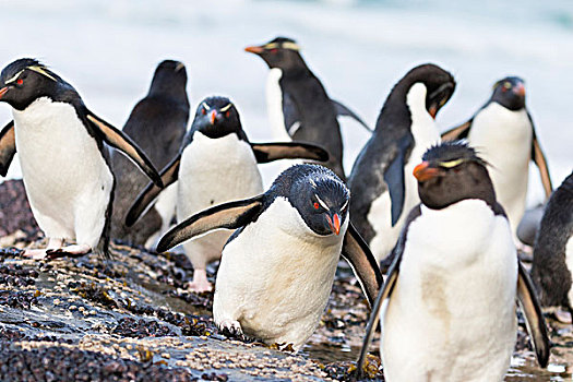 凤冠企鹅,南跳岩企鹅,南方,企鹅,海滩,放松,攀登,向上,陡峭,悬崖,栖息地,南美,福克兰群岛