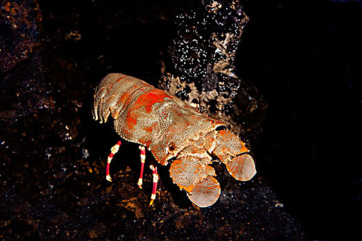 小龙虾,南非