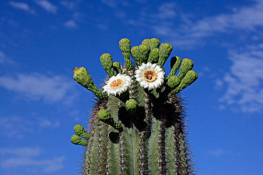 树形仙人掌,仙人掌,花,索诺拉荒漠,亚利桑那,美国