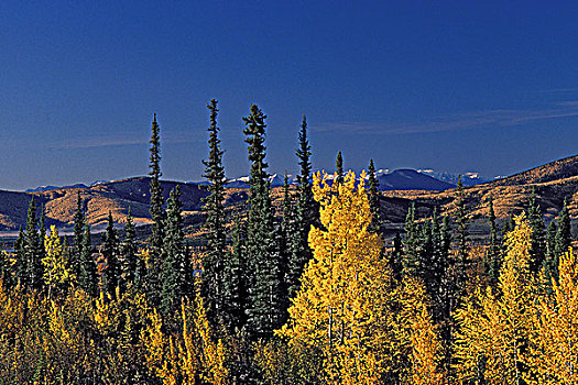 秋天,白杨,云杉,阿拉斯加公路,不列颠哥伦比亚省,加拿大