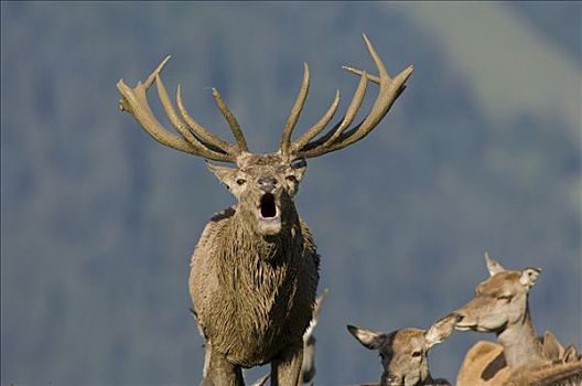 赤鹿,鹿属,鹿,吼叫,北方,奥地利,欧洲