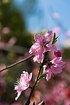 桃花