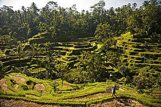 农民,草,篮子,稻米梯田,靠近,乌布,巴厘岛,印度尼西亚,亚洲