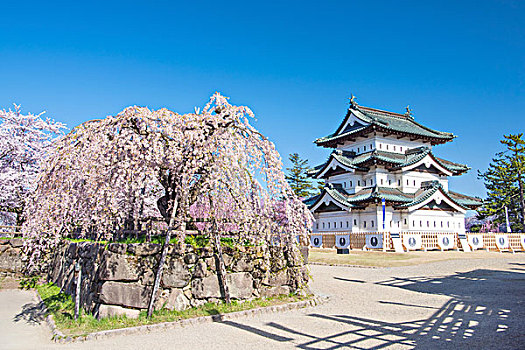 广岛,城堡,樱桃树