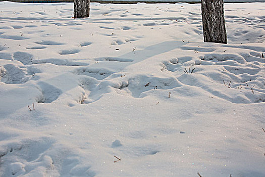 树林雪景