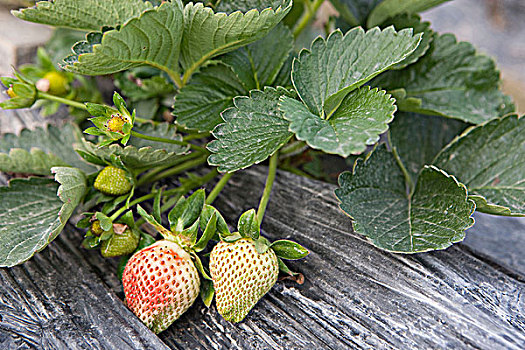 草莓,农场,香港
