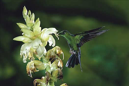 蜂鸟,凤梨科植物,蒙特维多云雾森林自然保护区,哥斯达黎加