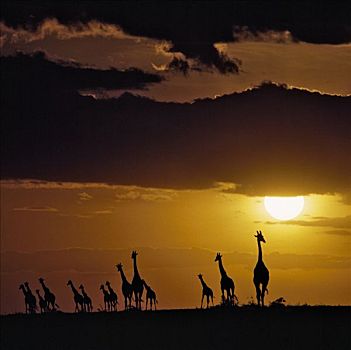 牧群,马萨伊,长颈鹿,日落,马赛马拉国家保护区