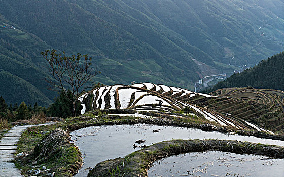 龙脊梯田