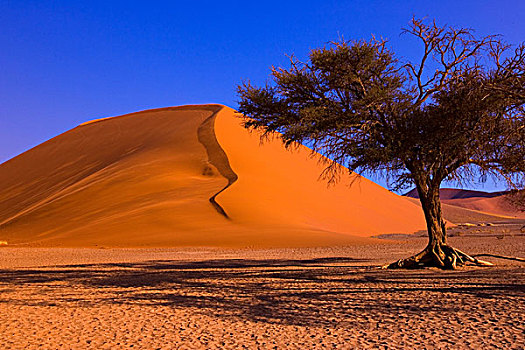 纳米比亚,非洲,繁盛,树,沙丘,索苏维来地区