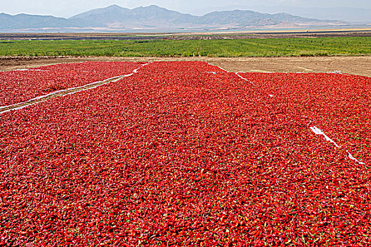 红色,胡椒粒,东南部,土耳其