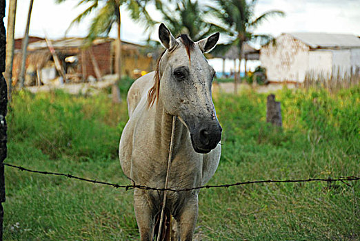 brazil,pernambuco,ilha,de,itamaraca,white,horse,looking,at,camera