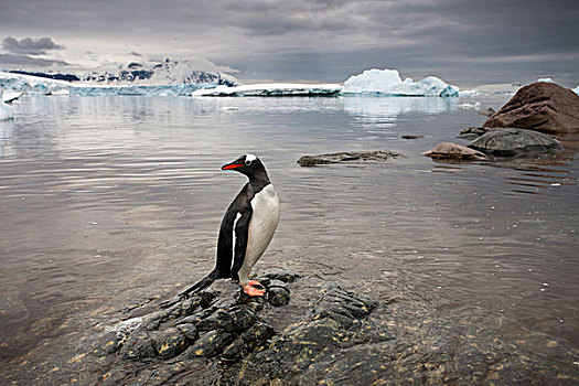 南极,岛屿,巴布亚企鹅,站立,岩石,海岸线,积雪