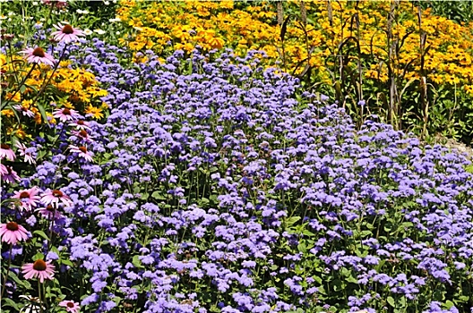 野花,雏菊,松果,花,背景