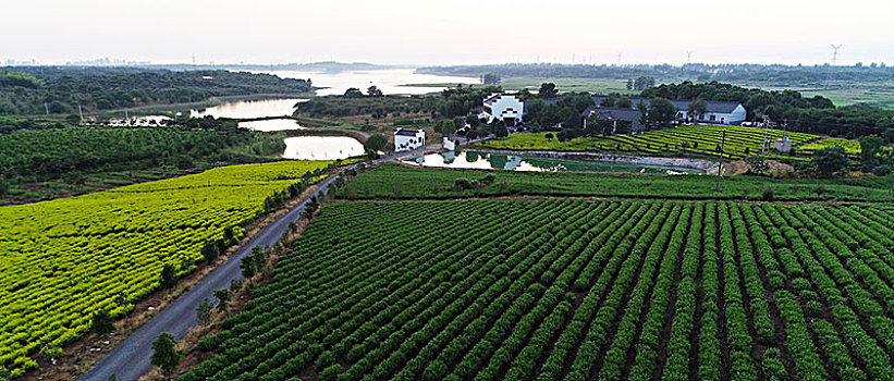 家庭农场,生态茶园