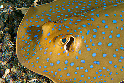 蓝色,斑点,黄貂鱼,蓝碧海峡,印度尼西亚