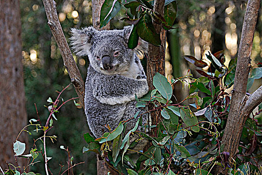 澳大利亚,昆士兰,树袋熊