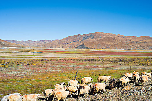 西藏的公路和荒原