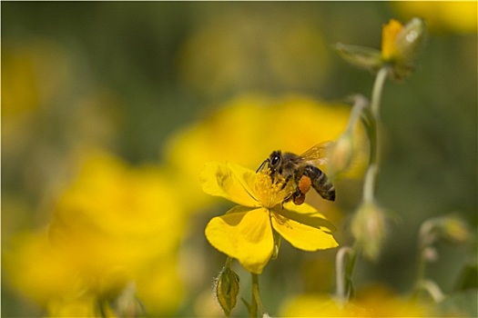 蜜蜂,授粉,花,飞,收集