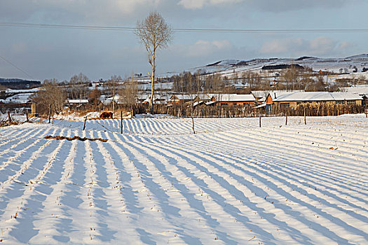 东北吉林省敦化市两江镇农村雪景