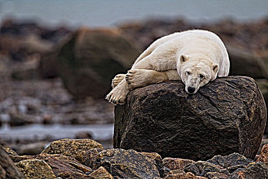 北极熊,卧,石头,丘吉尔市,曼尼托巴