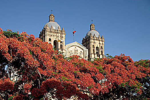 墨西哥,瓦哈卡,夕阳,树,圣多明各,大教堂